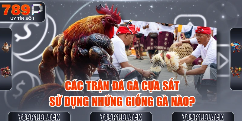 cac-tran-da-ga-cua-sat-su-dung-nhung-giong-ga-nao