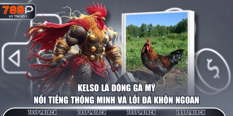 Kelso là dòng gà Mỹ nổi tiếng thông minh và lối đá khôn ngoan