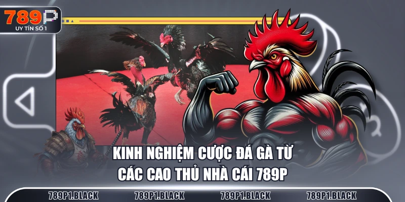 Kinh nghiệm cược đá gà từ các cao thủ nhà cái 789P