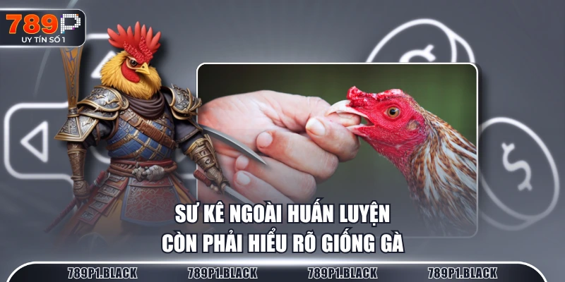 Sư kê ngoài huấn luyện còn phải hiểu rõ giống gà