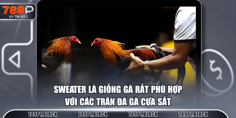 Sweater là giống gà rất phù hợp với các trận đá gà cựa sắt